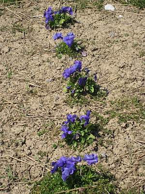 pansy mulched